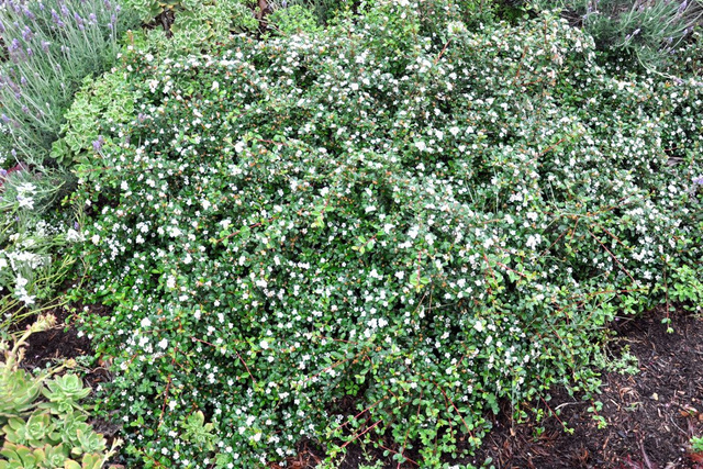 Irga drobnolistna Cotoneaster microphyllus C2