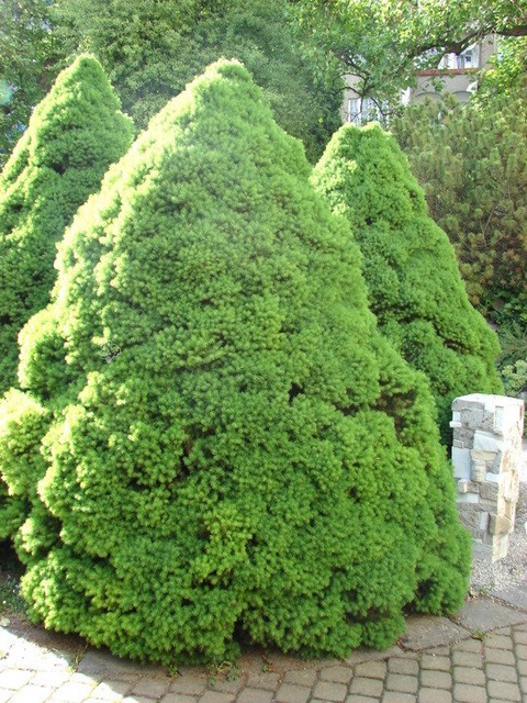 Świerk biały Conica Picea glauca C2