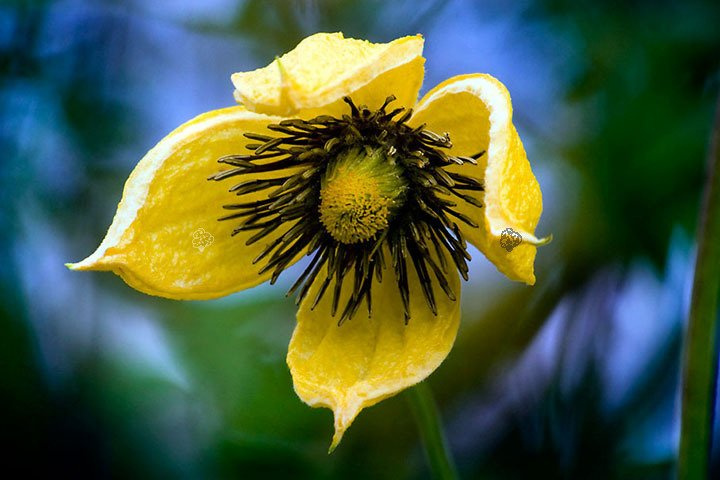 Powojnik tangucki Bill MacKenzie Clematis C2