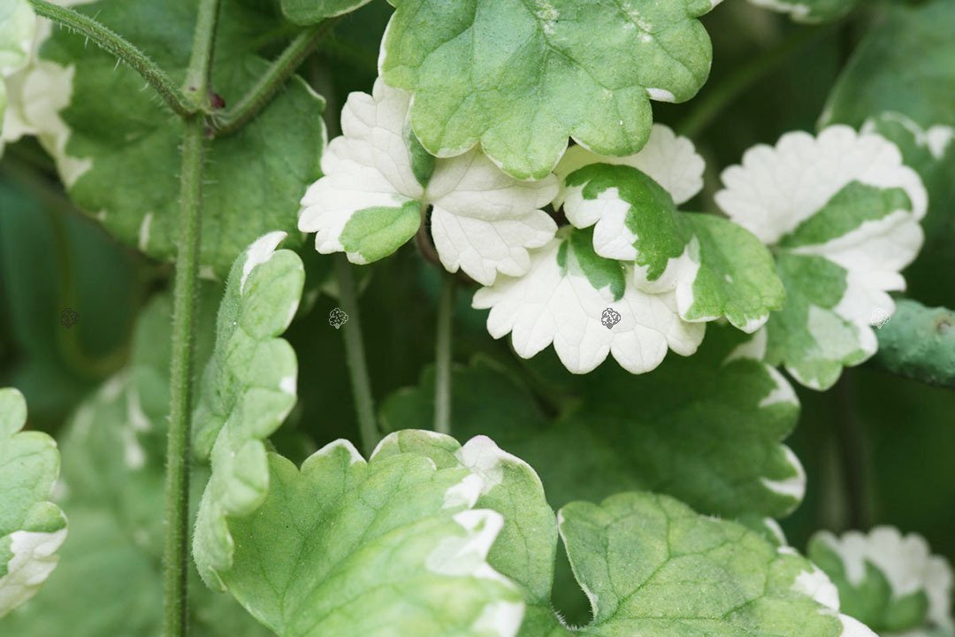 Bluszczyk kurdybanek Variegata Glechoma hederacea P9