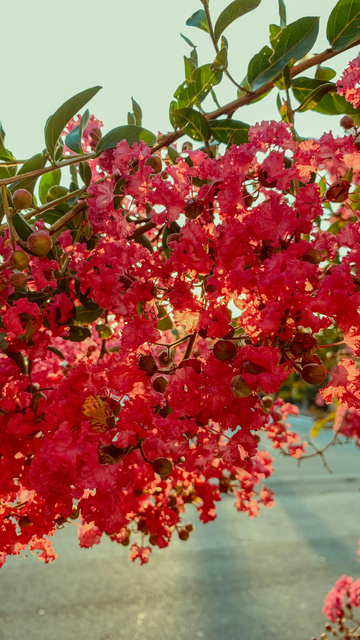 Lagerstroemia indyjska Enduring Red Lagerstroemia indica P9