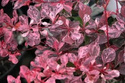 Berberys Thunberga Pink Queen Berberis thunbergii C2