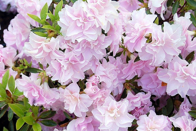 Azalia japońska Mrs Nancy Dippel Rhododendron obtusum C2