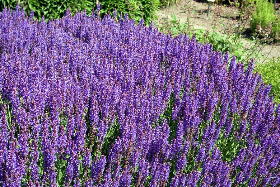 Szałwia omszona Blauhugel Salvia nemorosa P9