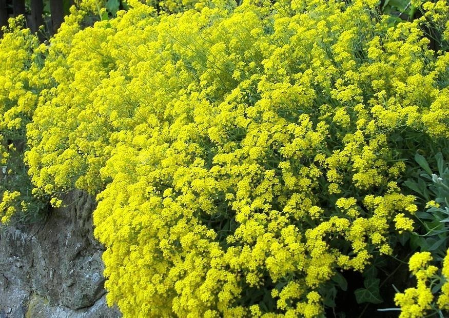 Smagliczka pagórkowa Alyssum montanum