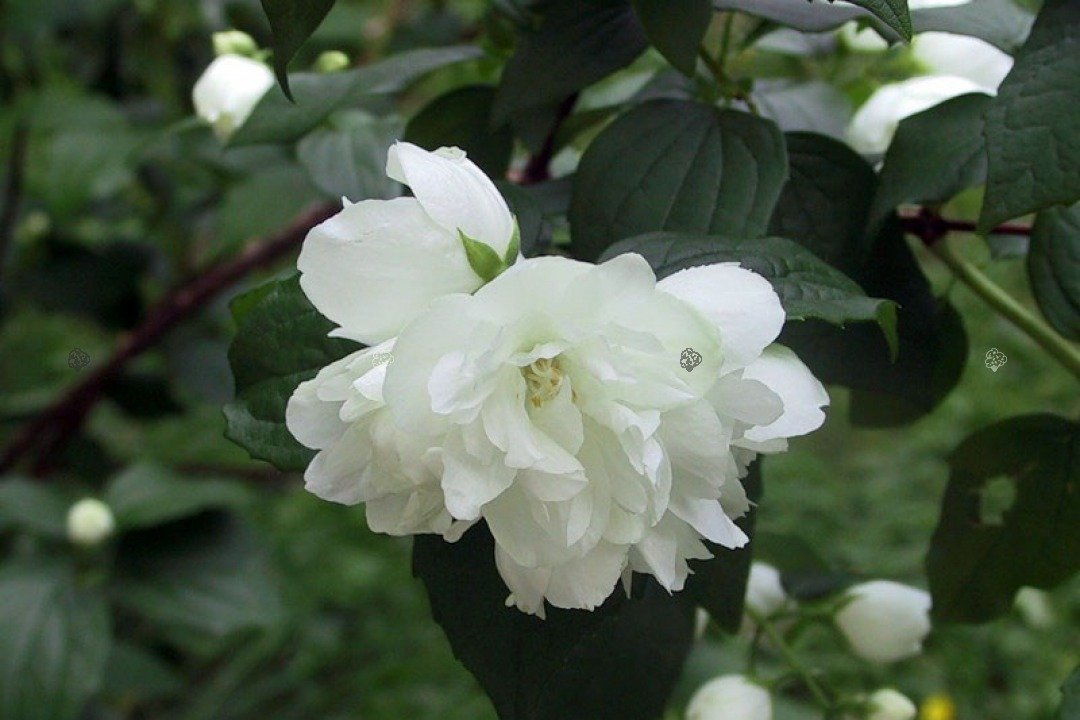 Jaśminowiec Dame Blanche Philadelphus P9