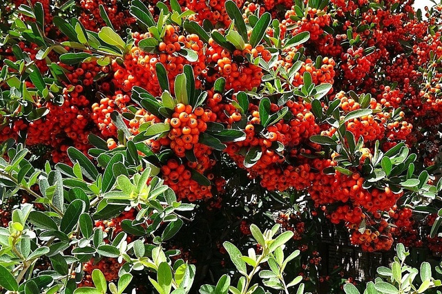 Ognik Orange Glow Pyracantha