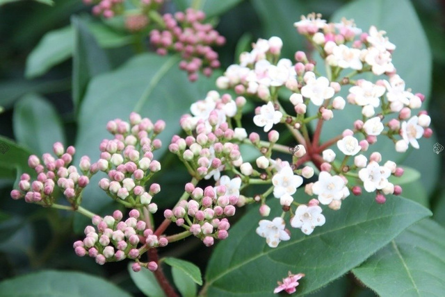 Kalina wawrzynowata Eve Price Viburnum tinus C2