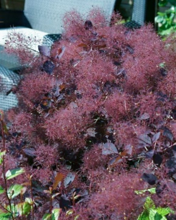 Perukowiec podolski Dusky Maiden PBR Cotinus coggygria C2