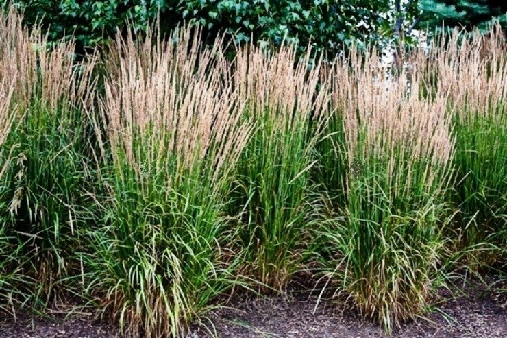 Trzcinnik ostrokwiatowy Karl Foerster Calamagrostis acutiflora P9