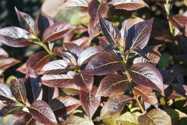 Krzewuszka cudowna Tango Weigela C2
