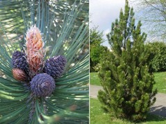 Sosna bośniacka Satellit Pinus leucodermis C7,5
