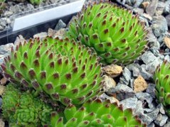 Rojnik orzesiony podgat. Borysa Sempervivum ciliosum P9