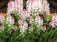 Tiarella Angel Wings Tiarella C2