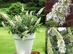 Budleja White Chip PBR Buddleja C3