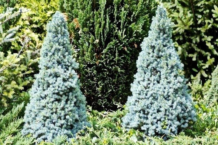 Świerk biały Sander's Blue Picea glauca C3