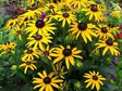 Rudbekia Little Goldstar Rudbeckia C2