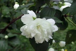 Jaśminowiec Dame Blanche Philadelphus C2