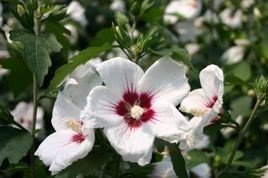 Ketmia syryjska Red Heart Hibiscus syriacus C2