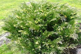 Jałowiec sabiński Variegata Juniperus sabina P9