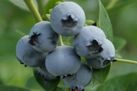 Borówka amerykańska Bluecrop Vaccinium corymbosum P9