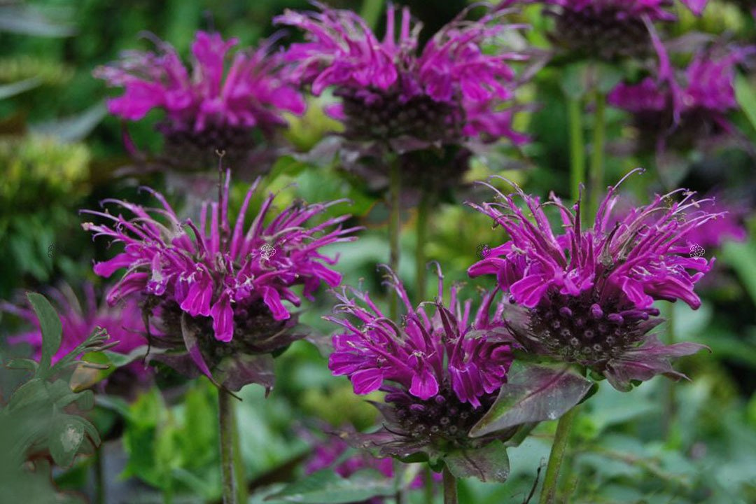 Pysznogłówka ogrodowa Scorpion Monarda hybrida P9