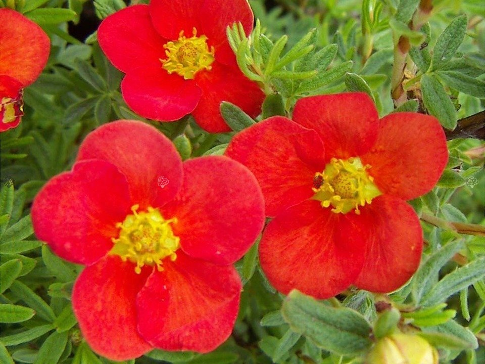 Pięciornik krzewiasty Red Robin Potentilla fruticosa C2