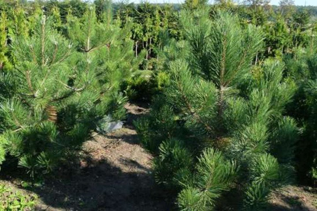 Sosna czarna austriacka Pinus nigra var.austriaca C3