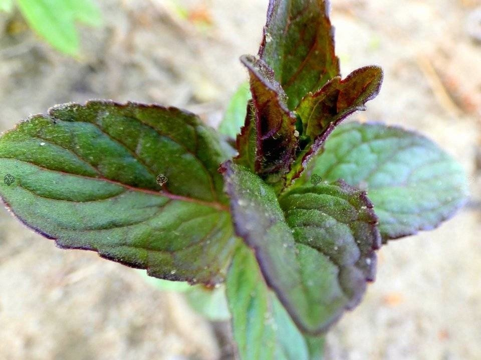 Mięta Czekoladowa Chocolate Mentha piperita P9