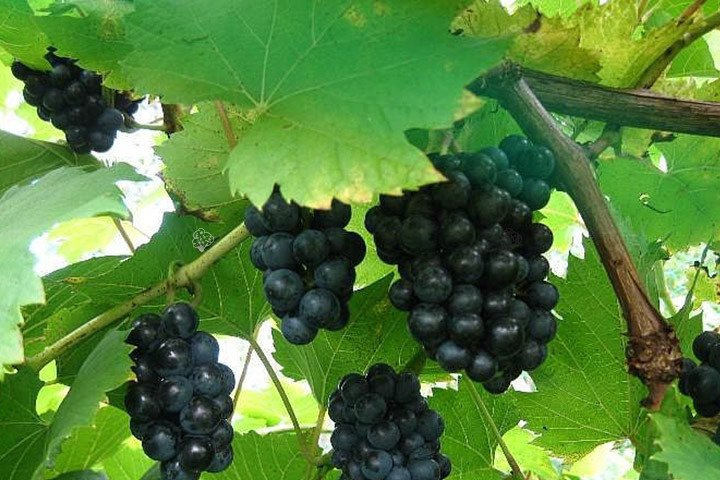 Winorośl Marechal Foch Vitis C2