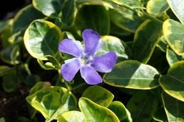 Barwinek pospolity Blue and Gold Vinca minor P9