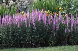Przetacznik kłosowy Pink Damask Veronica longifolia C2