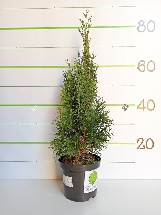 Tuja Szmaragd Thuja Smaragd occidentalis 80-90 C2