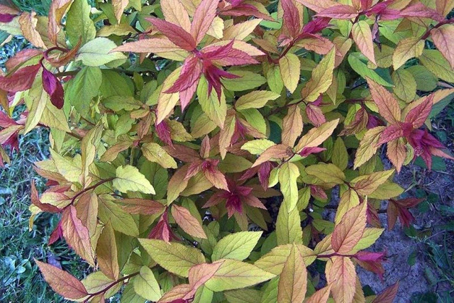 Tawuła japońska Macrophylla Spiraea japonica P9