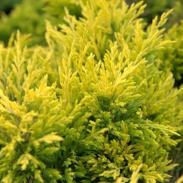 Jałowiec płożący Limeglow Juniperus horizontalis C2