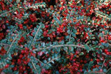 Irga szwedzka Coral Beauty Cotoneaster suecicus