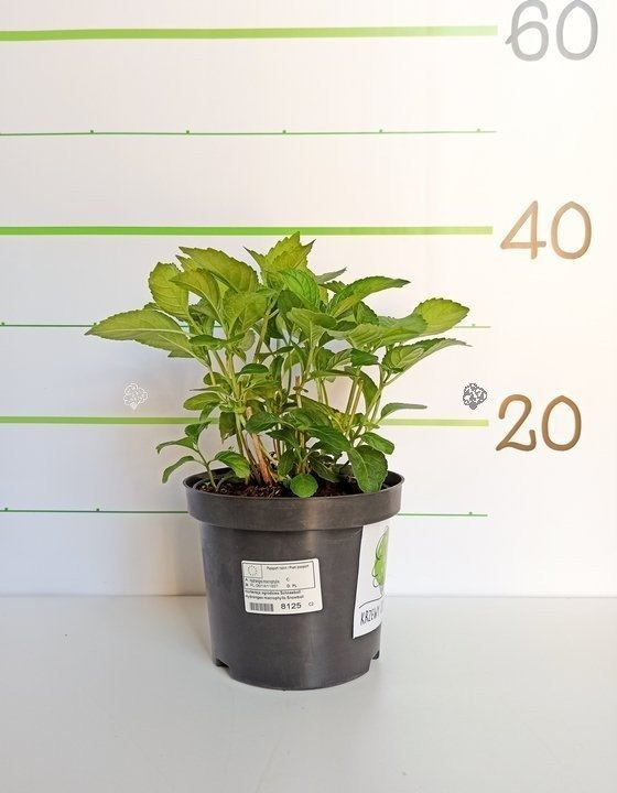 Hortensja ogrodowa Schneeball Hydrangea macrophylla Snowball P9