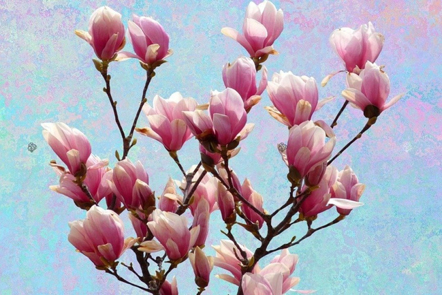 Magnolia Galaxy Magnolia C2