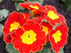 Pierwiosnek Red Primula vulgaris P9