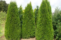 Tuja Szmaragd Thuja Smaragd occidentalis 80-90 C5