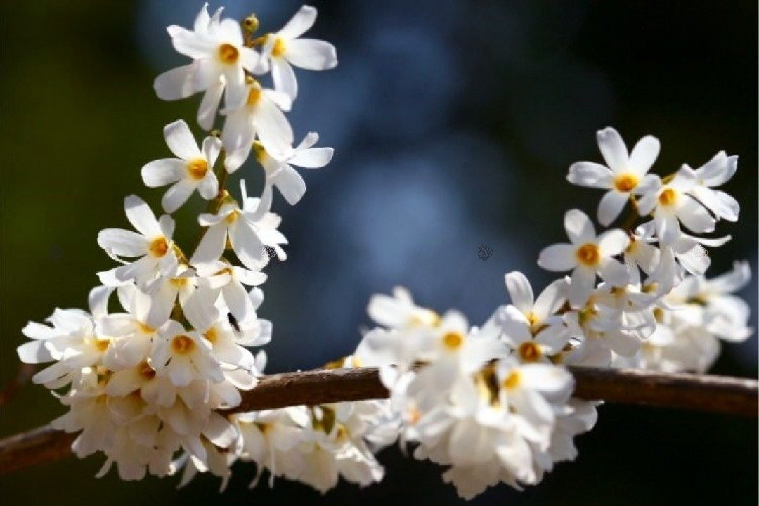 Abeliofylum koreańskie Abeliophyllum distichum C2