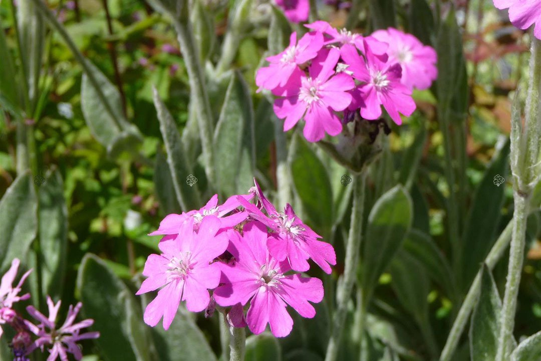 Firletka jowiszowa Peggy Lychnis flos-jovis nana P9
