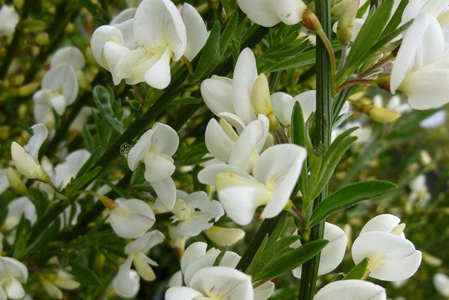 Żarnowiec szczodrzeniec wczesny Albus Cytisus praecox P9