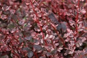 Berberys Thunberga Harlequin Berberis thunbergii C2