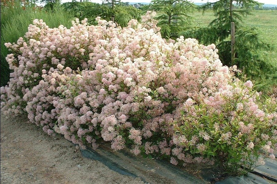 Prusznik blady Marie Simon Ceanothus pallidus C2