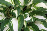 Funkia Fire and Ice Hosta C2