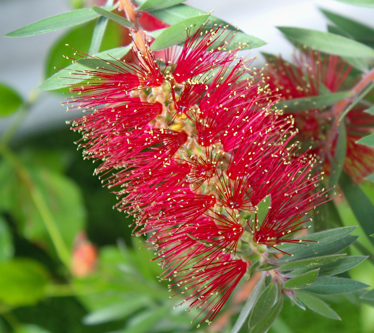 Kuflik Splendens Callistemon citrinus P9