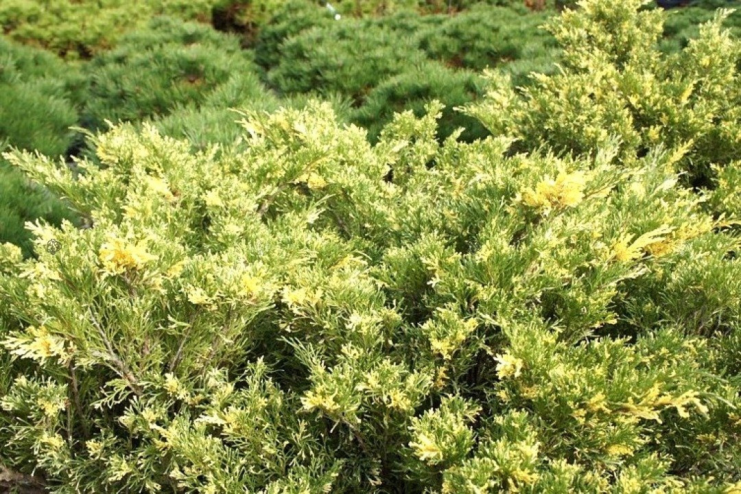Jałowiec sabiński Variegata Juniperus sabina P9