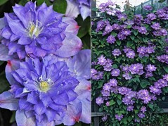 Powojnik Blue Explosion Clematis C2