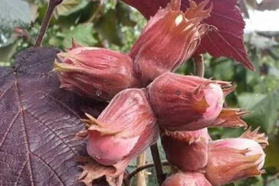 Leszczyna pospolita Syrena Corylus avellana C2